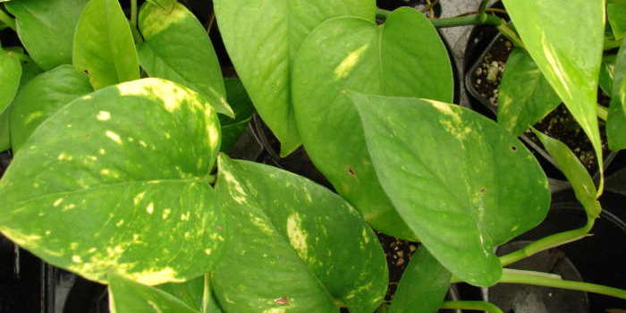 Plantas De Interior Cultivando