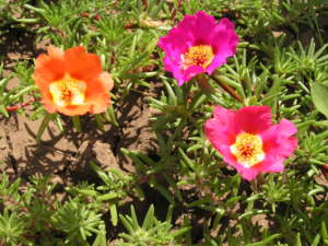 Onze-horas (Portulaca grandiflora) – Cultivando