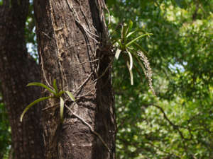 Orquídeas Epífitas, Saprófitas ou Terrestres. Conheça os diferentes tipos.  – Cultivando