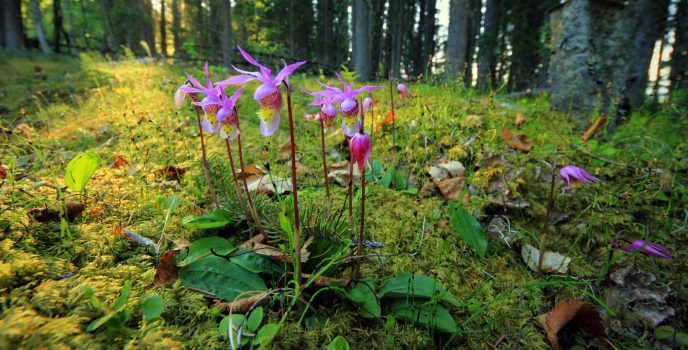 Orquídeas Epífitas, Saprófitas ou Terrestres. Conheça os diferentes tipos.  – Cultivando