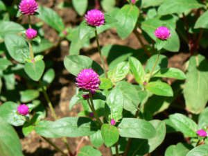 Perpétua (Gomphrena globosa) – Cultivando