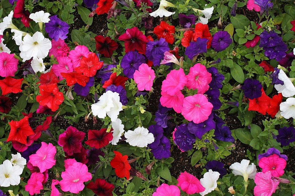 vionic petunia