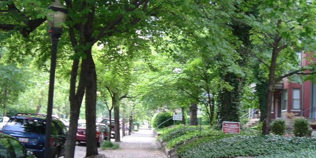 Beneficios Da Arborizacao De Ruas Cultivando