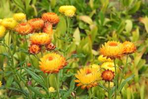 Sempre-viva – Helichrysum bracteatum – Cultivando
