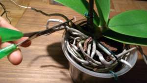 Posso podar as raízes de orquídeas? – Cultivando