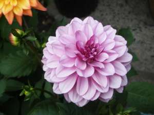 Dália (flor) – Dahlia híb – Cultivando