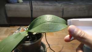 Borrifar água nas orquídeas faz bem para elas? – Cultivando