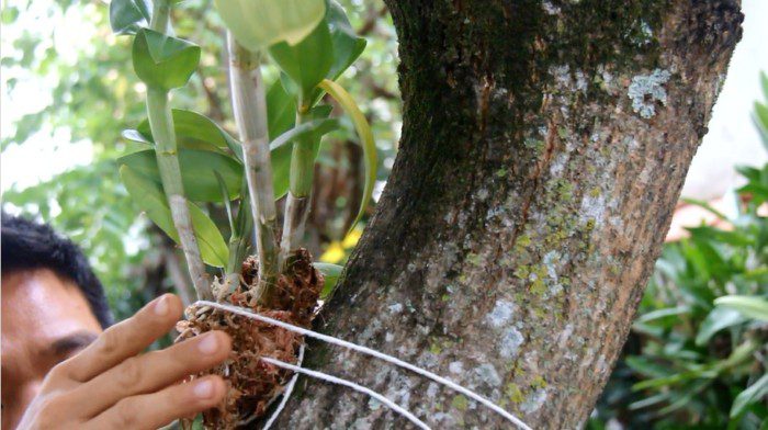 Como prender orquídeas em árvores? – Cultivando