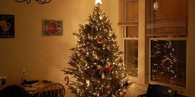 Como cuidar de um pinheiro de Natal vivo? – Cultivando Como cuidar de um pinheiro de Natal vivo? – Cultivando