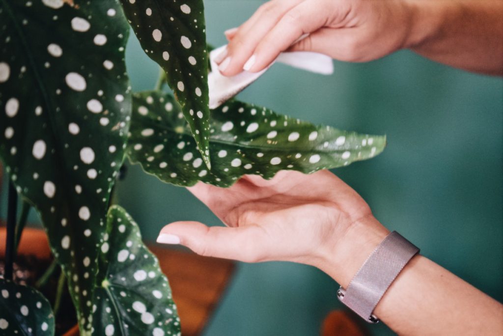 Begônia maculata. Aprenda a cuidar – Cultivando