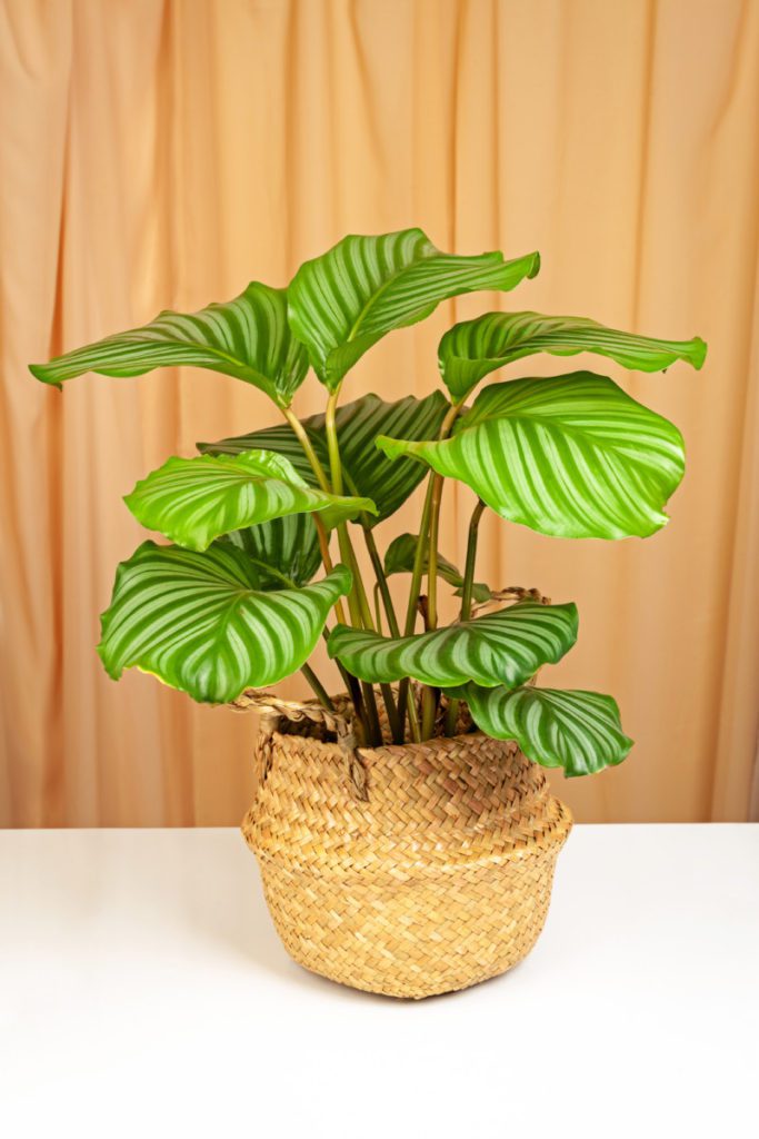 Calathea orbifolia – Aprenda a cuidar dela – Cultivando